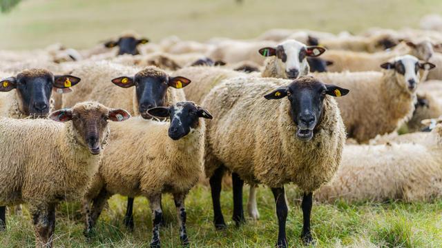 Tierseuchen: Blauzungenkrankheit: Keine Auswirkung auf Nachbarkreis
