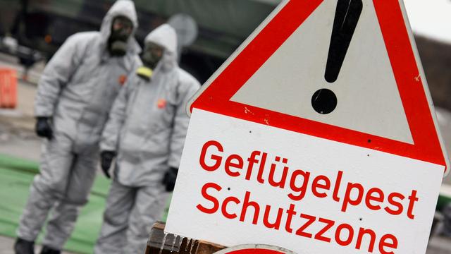 Geflügelpest: Erster Vogelgrippe-Ausbruch vor 20 Jahren - Millionenschaden