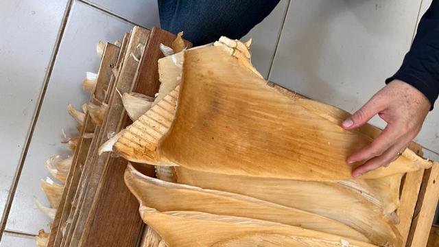 Kriminalität: Mehr als 1,5 Tonnen Haiflossen in Brasilien beschlagnahmt