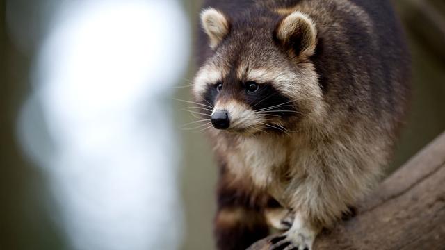 Invasive Art: CDU-Fraktion fordert Abschussprämie für Waschbären