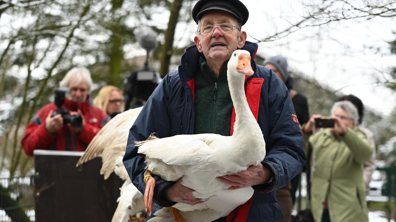 Gänsestreit in Ostfriesland: "Ich kann es nicht mehr" – Ludwig sagt seinen Gänsen Lebwohl