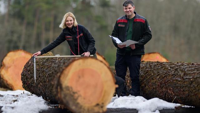 Wertvolle Bäume: Landesforsten versteigern wertvolle Nadelhölzer online