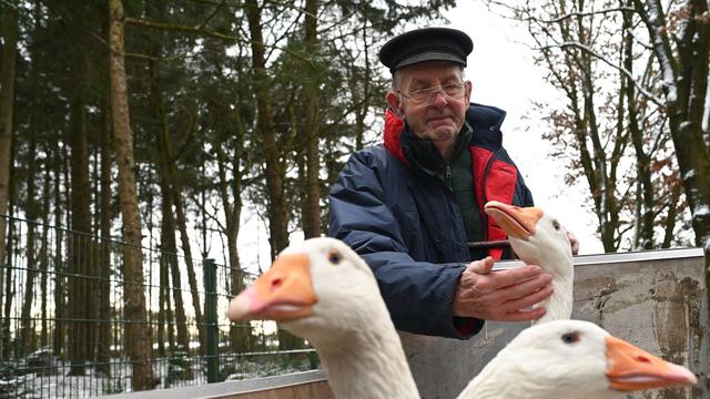 Ärger um Tierhaltung: Streit um schnatternde Gänse – 81-Jähriger gibt Tiere ab