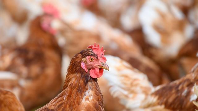 Merzenich: Verdacht auf Geflügelpest im Kreis Düren