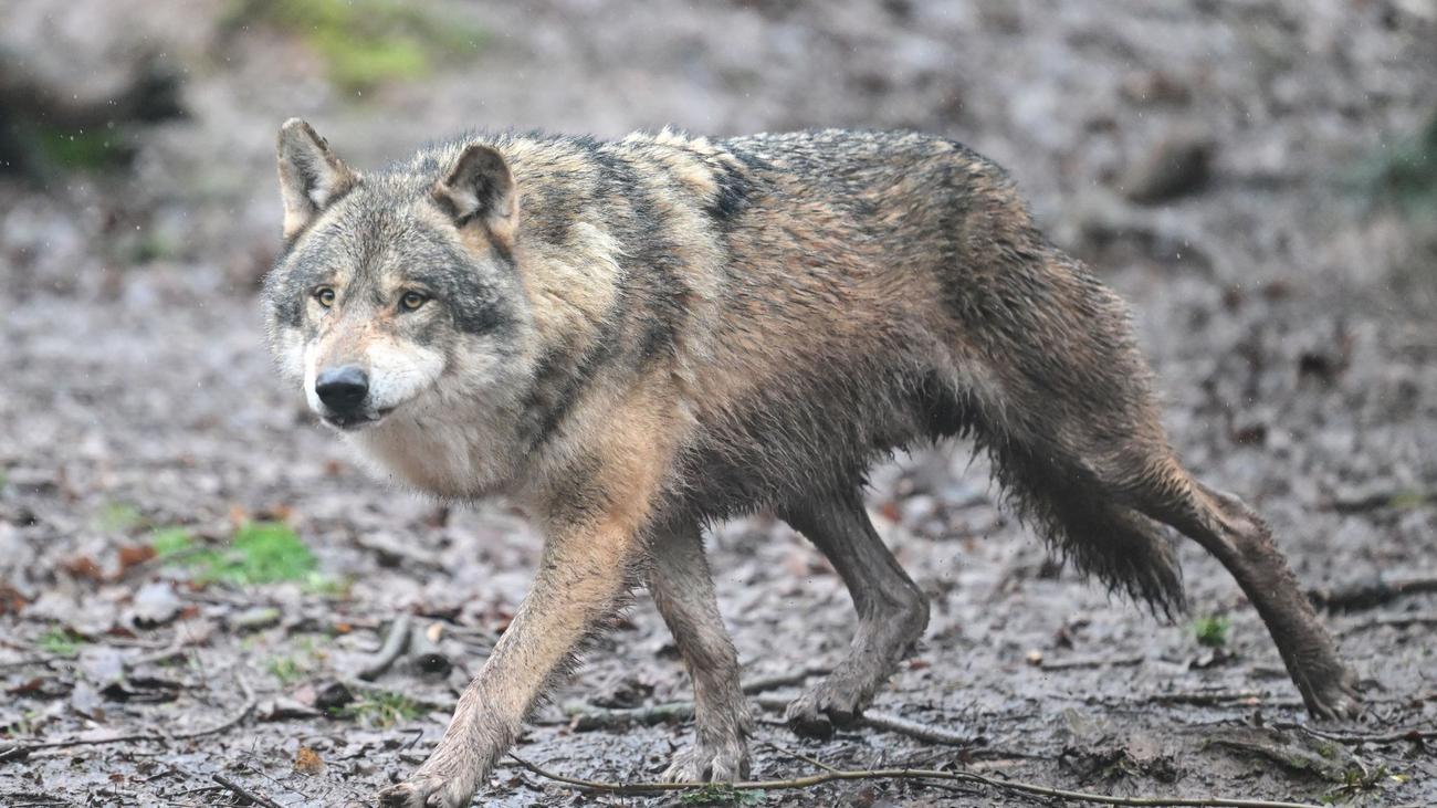 Kurioses: Wolf gemeldet: Karnevalszug muss stoppen
