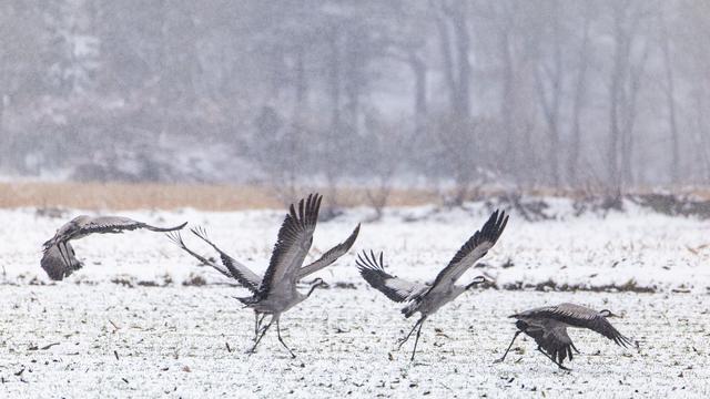 Natur: Rückkehr der Kraniche: Wo sind die eleganten Vögel zu sehen?