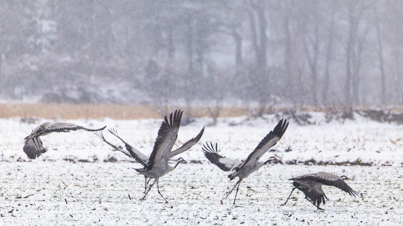 Natur: Rückkehr der Kraniche: Wo sind die eleganten Vögel zu sehen?