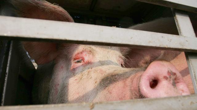 Tiere: Schweinetransporter kippt bei Glätte um: Einige Tiere tot