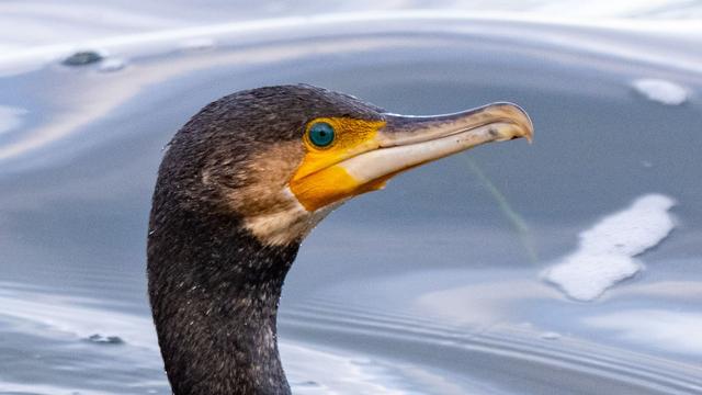 Rettungseinsatz: Verletzter Kormoran pickt gegen Tür von Notaufnahme