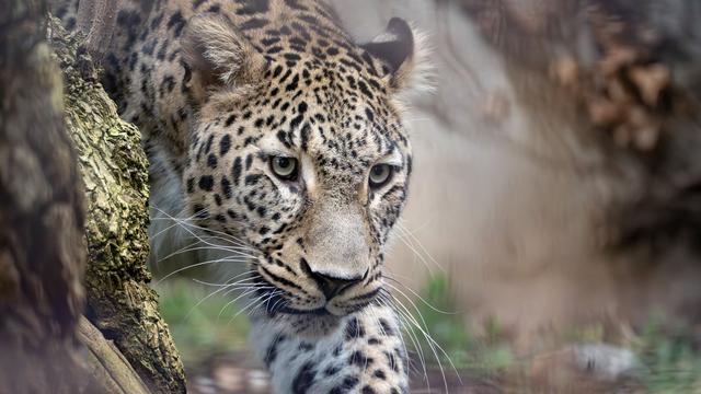 Persischer Leopard: Aus Spanien an den Neckar: Seltener Leopard zieht in Zoo ein