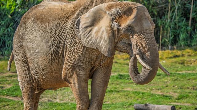 Tiere: Feuerwehr muss Elefantenkuh im Opel-Zoo auf die Beine helfen