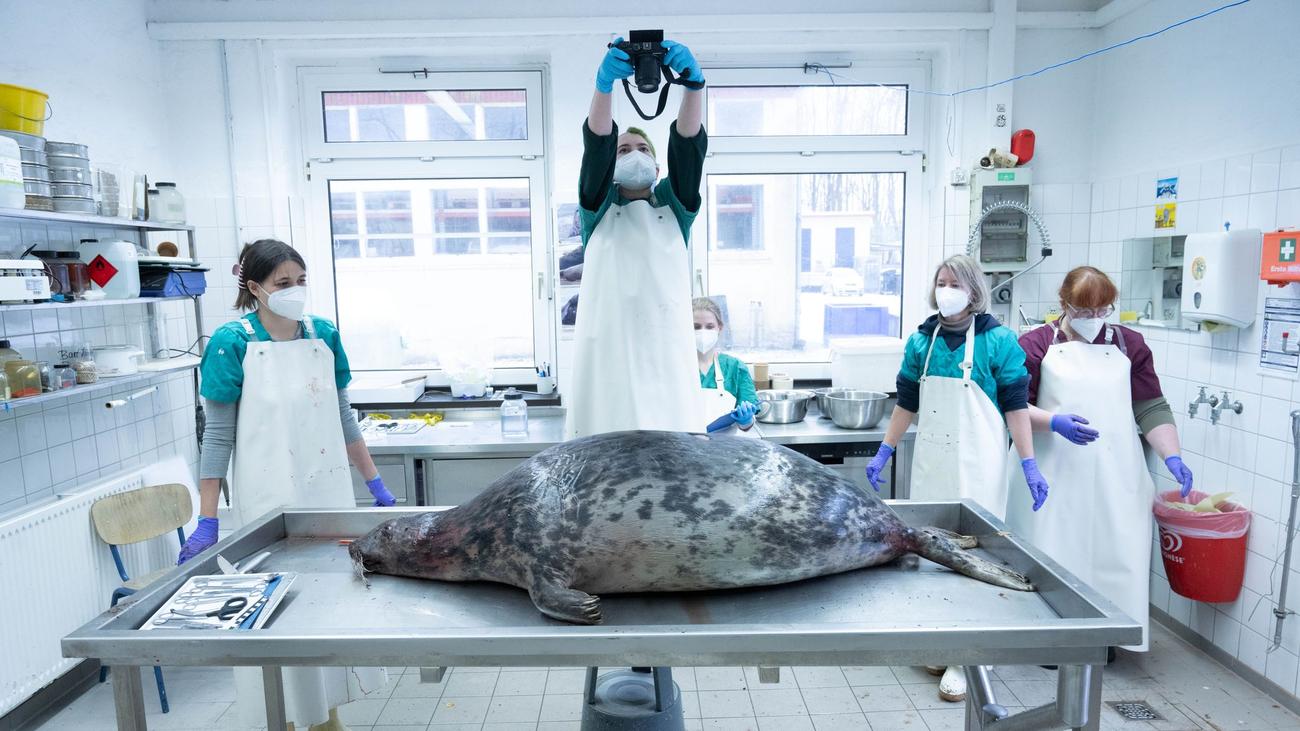 Umwelt: Strafbefehle gegen zwei Fischer wegen toter Robben vor Rügen