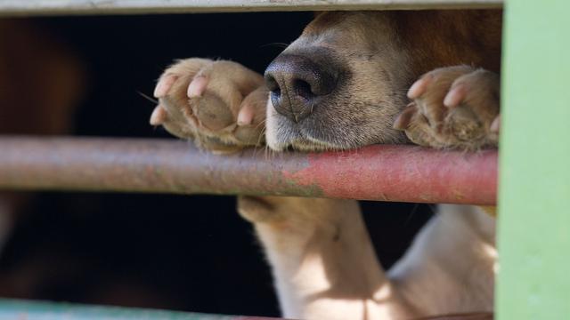 Tier kam aus Russland: Tollwut-Virus bei totem Hund nachgewiesen