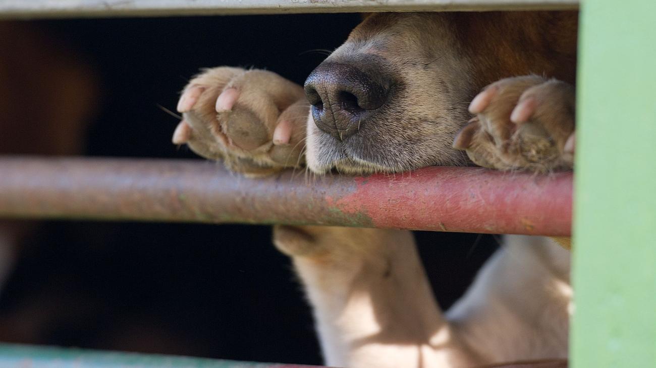 Tier kam aus Russland: Tollwut-Virus bei totem Hund nachgewiesen