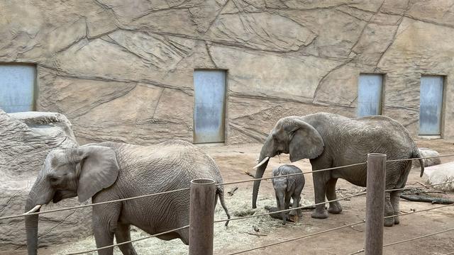 Tiere: Elefantenkuh im Opel-Zoo wieder auf den Beinen