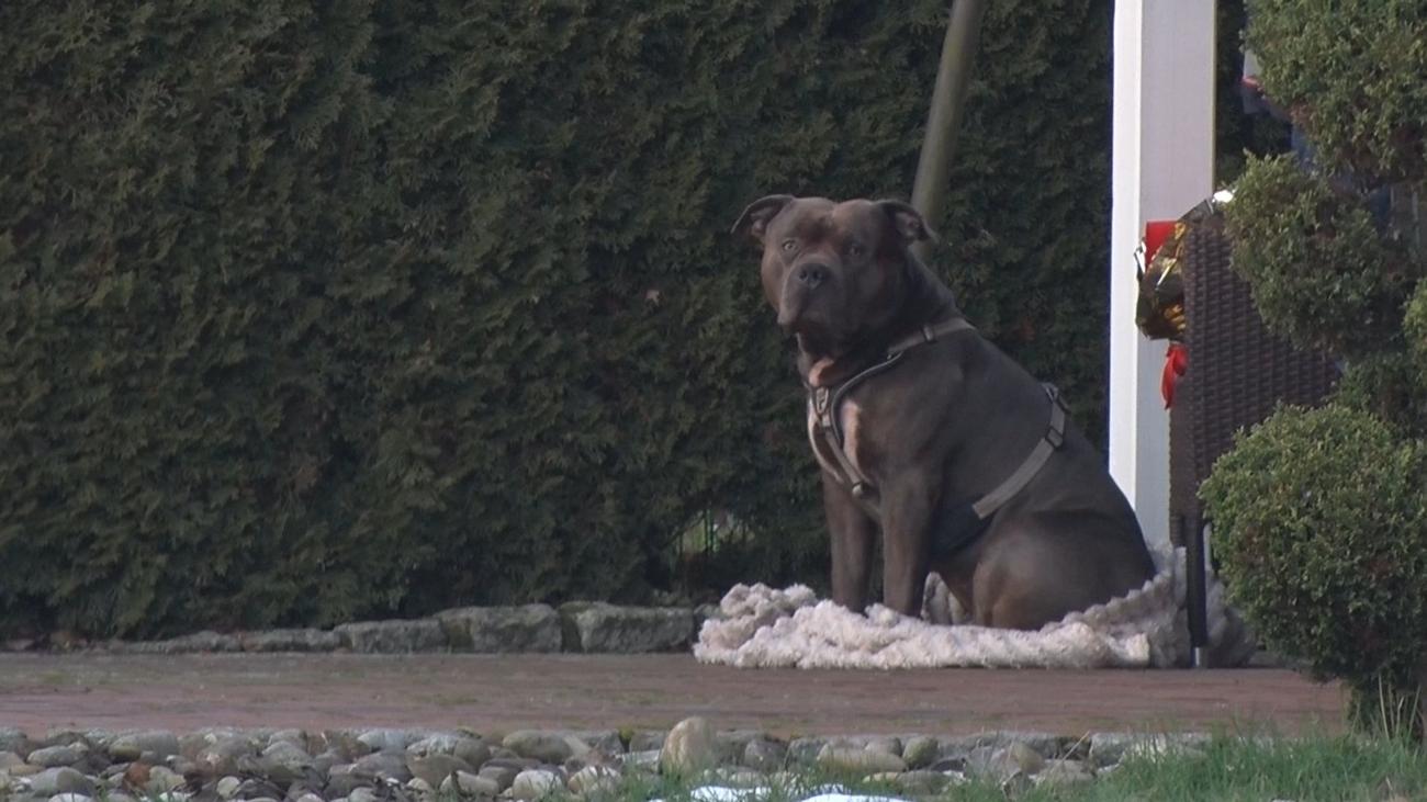 Nach tödlichem Angriff: Herrchen totgebissen - Hund darf weiterleben