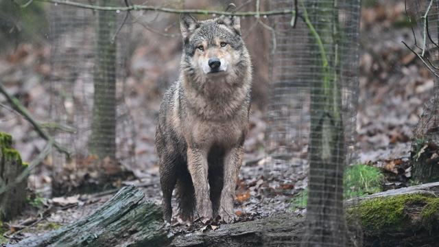 Tiere: Nach Wolfs-Urteil: Was passiert jetzt auf der Hornisgrinde