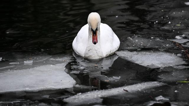 Seuchen: Vorsicht nach Geflügelpestausbruch bei Schwänen