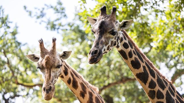 Tiere: Zoo-Team trauert ‒ Giraffe Jamila nach Unfall tot