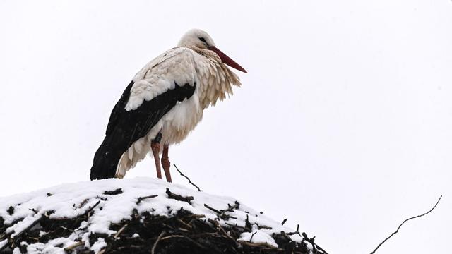 Tiere: Ankunft der Glücksboten: Die ersten Störche sind zurück