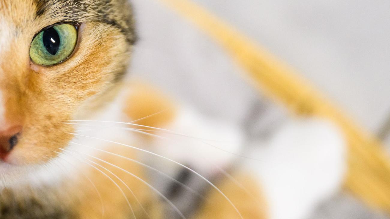 Falsche Tierärztin: Ohne Zulassung: Polizei ermittelt gegen mobile Tierärztin