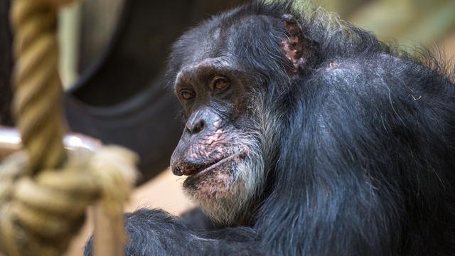 Tierischer Nachwuchs: Schimpansenbaby im Tierpark Hellabrunn geboren