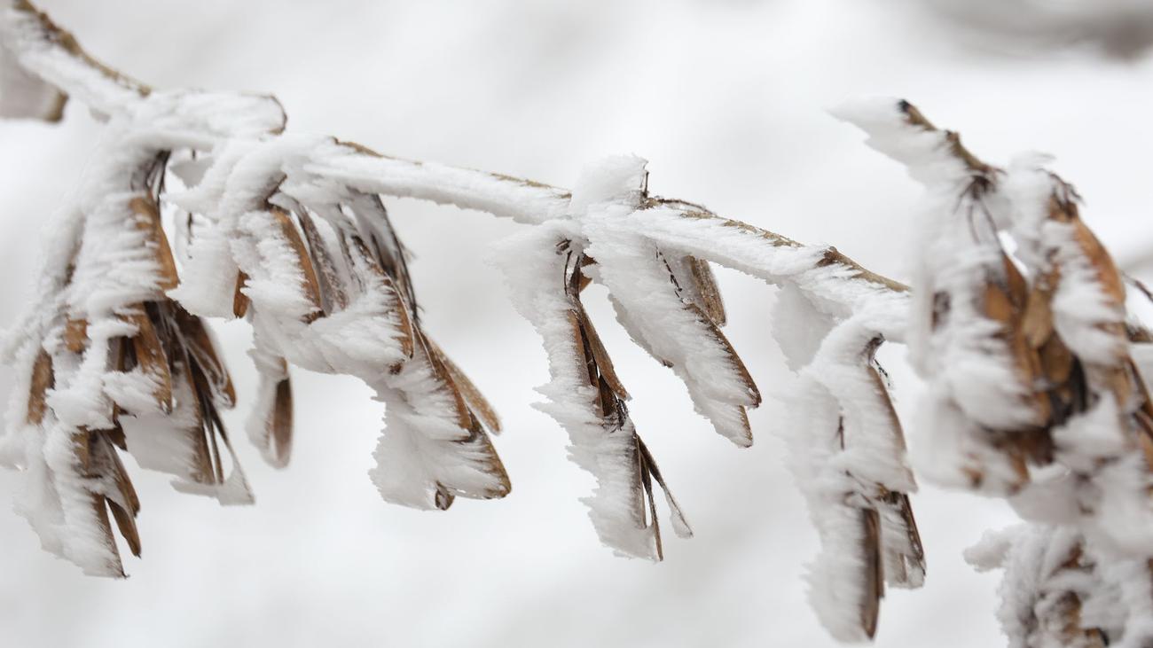 Wetter: Schnee und Minusgrade in Sachsen-Anhalt