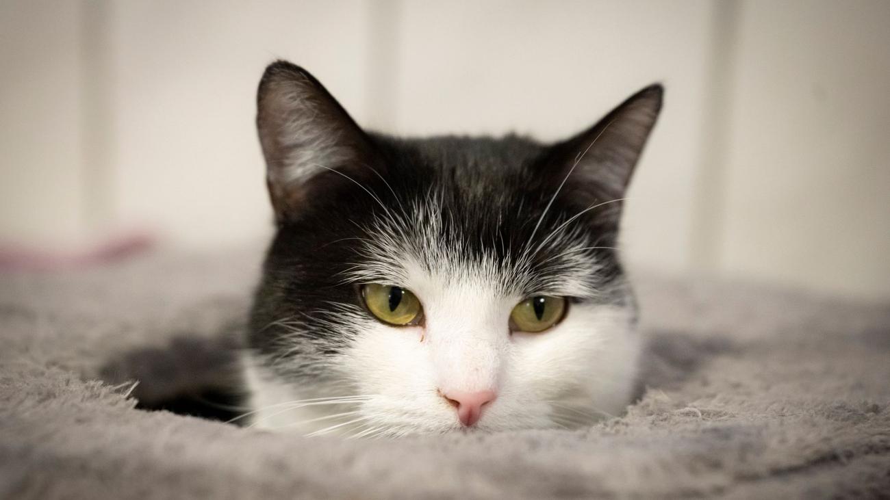 Tiere: Zugfahrende Katze Shila sucht neues Zuhause