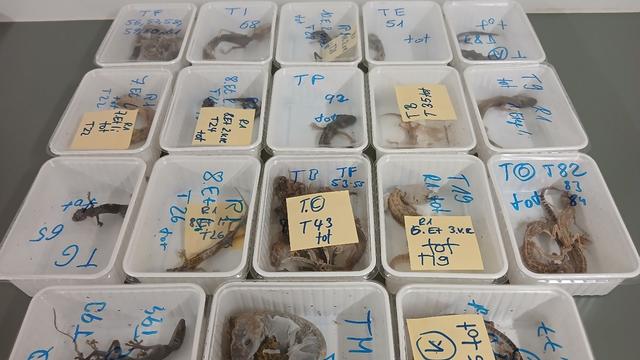 Tierschutz: 32 tote Geckos bei Halter in Bayern gefunden