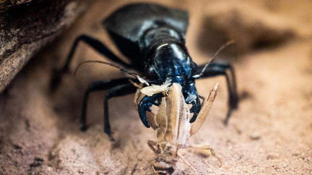 Tiere: Experten beleuchten die wunderbare Welt der Laufkäfer