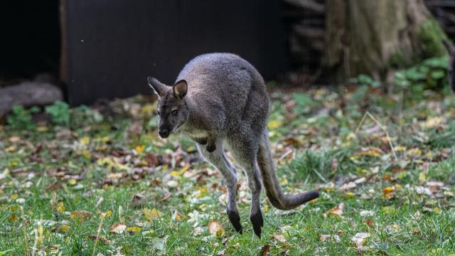 Hilfreiche Hinweise: Känguru weiter auf der Flucht