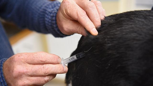 Toter Welpe: Ministerin: Hunde und Katzen gegen Tollwut impfen lassen