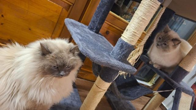 Ermittlungserfolg: Paar stiehlt bei Umzug Kater von Nachbarin - Happyend