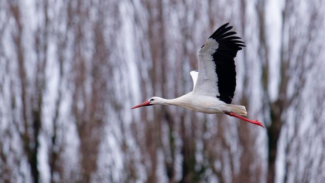 Tiere: Welche Gefahren Störchen auf ihrer Reise drohen