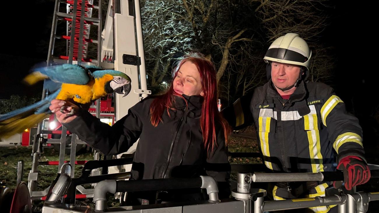 Tierischer Einsatz: Wie Papagei "Drago" aus 15 Metern Höhe gerettet wird