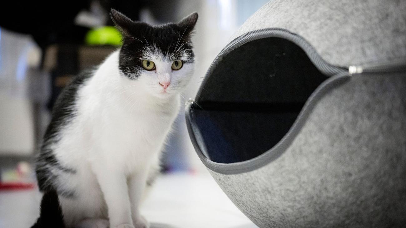 Tierheim Oldenburg: Zugfahrende Katze Shila: Vermittlung steht kurz bevor