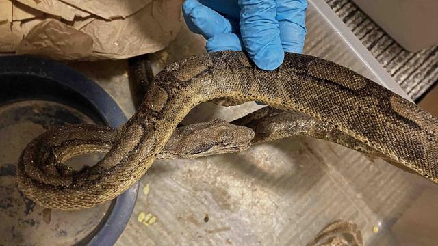 In Wohnung gefunden: 13 Tiere tot: Horror-Schlangenhaltung entdeckt und aufgelöst