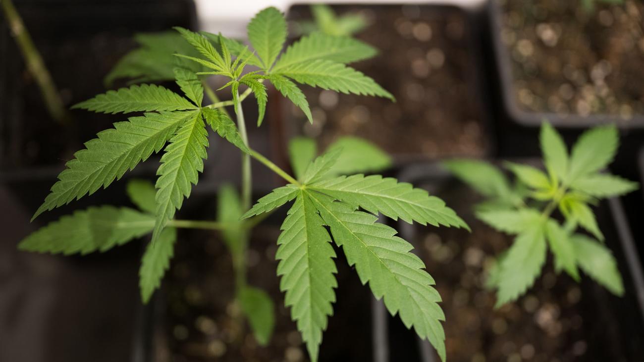 Cannabis: Gerlach fordert Rücknahme der Cannabis-Legalisierung