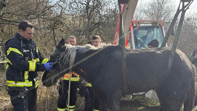 Aus Schlamm gehievt: Pferde-Rettung per Gabelstapler - Einsatz in Kassel