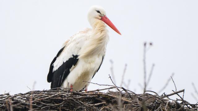 Weißstörche im Norden: Storchenpaar wieder vereint - Fridolins Partnerin Mai ist da