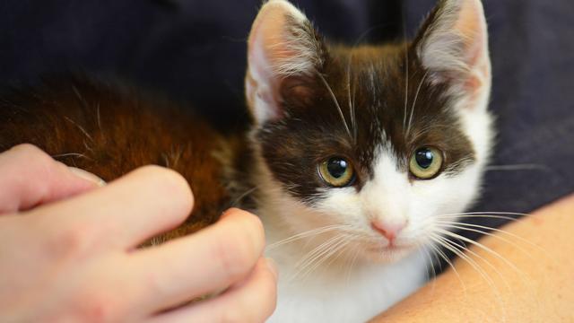 Tiere: Hier werden Katzenstreichler gesucht