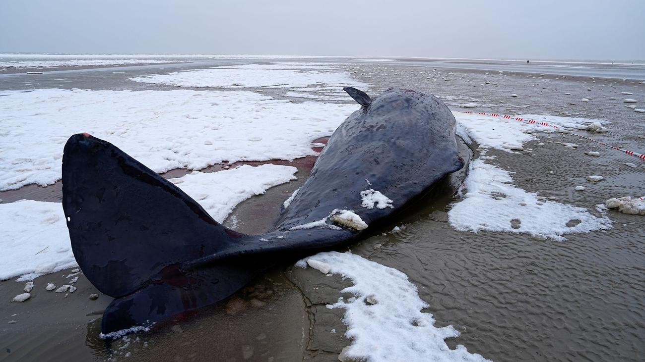 Notfall in der Nordsee: Mehrere Pottwale in Dänemark gestrandet