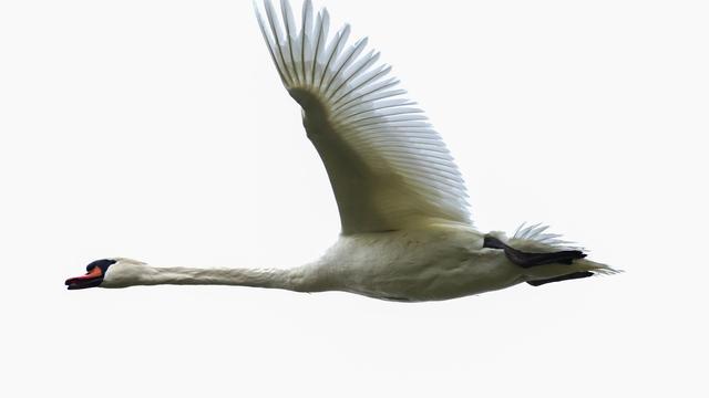 Tier auf der Fahrbahn: Schwan landet auf A7 und hält Verkehr auf