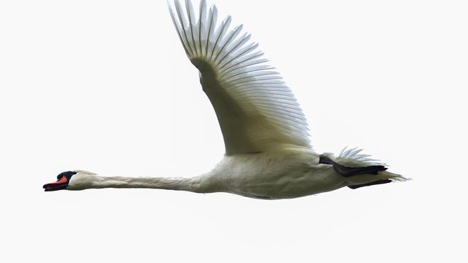 Tier auf der Fahrbahn: Die Polizei konnte den Schwan unverletzt in die Freiheit entlassen. (Symbolbild)
