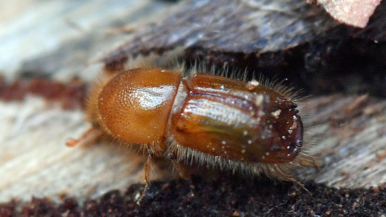 Borkenkäfer: Strenger Winter bremst Borkenkäfer in Sachsen nicht aus