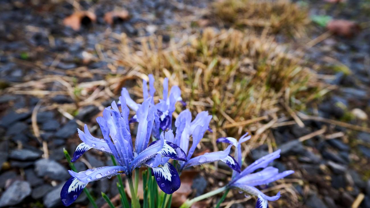 Wetter: "Ab Mittwoch sonniger Frühling" – bis zu 20 Grad möglich