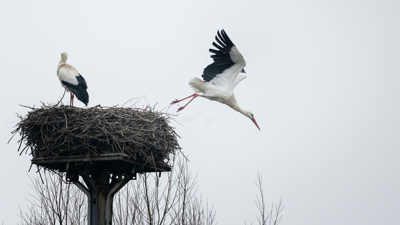 Erste Störche in NRW zurück: Angepasster Adebar - Die neue Welt der Störche