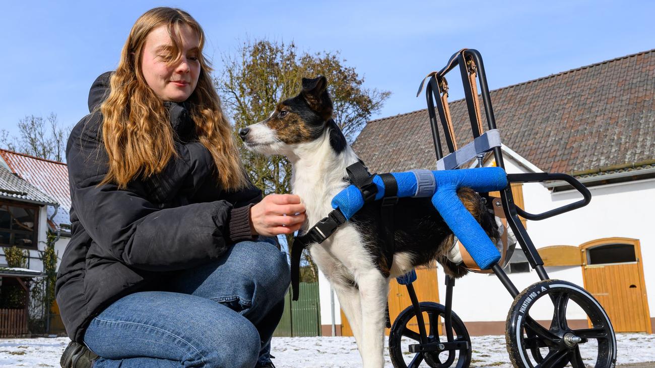 Tierschutz: Dankbarkeit auf Pfoten: traumatisierte Hunde aus der Ukraine