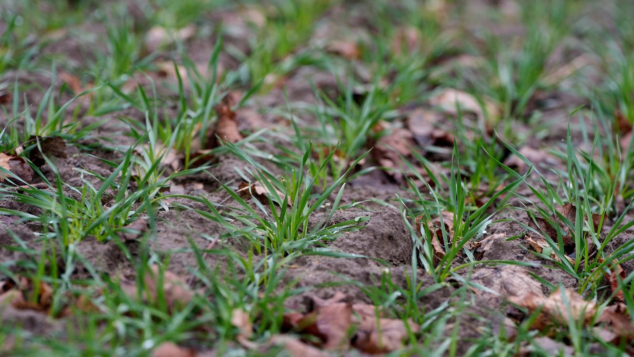 Agrar: Landwirte nach viel Regen und Schnee zuversichtlich