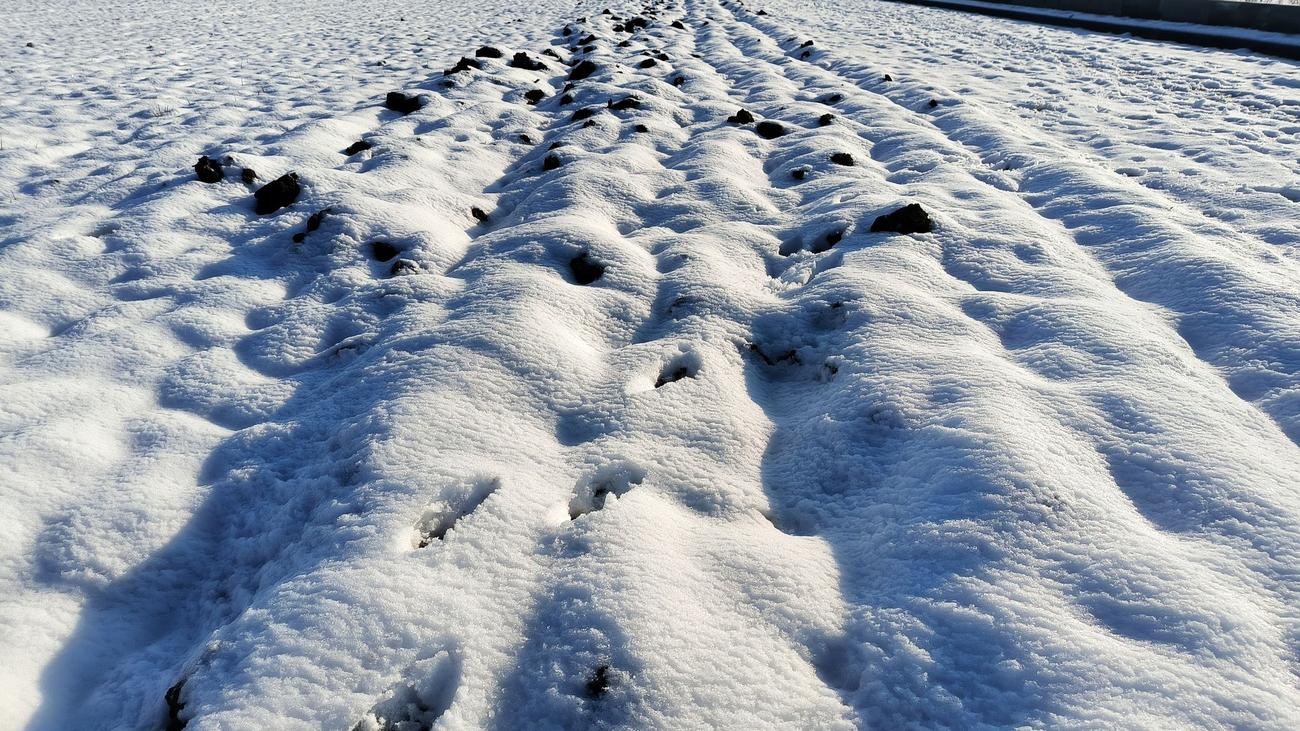 Landwirte sehen kaum Probleme: Hessische Bauern trotzen Winter – Mehr Arbeit für Tierhalter